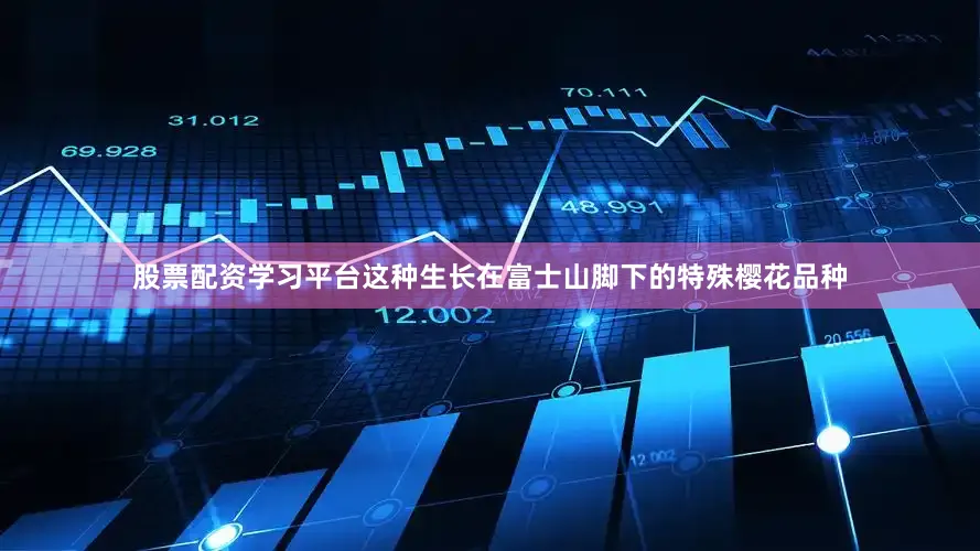 股票配资学习平台这种生长在富士山脚下的特殊樱花品种